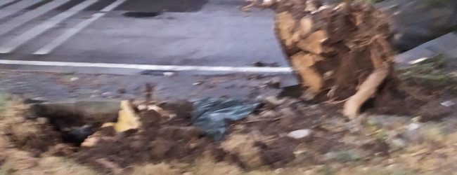 Benevento/Nubifragio in città, 10 fusti caduti. Bosco: bisogna fare prevenzione sul tema alberi