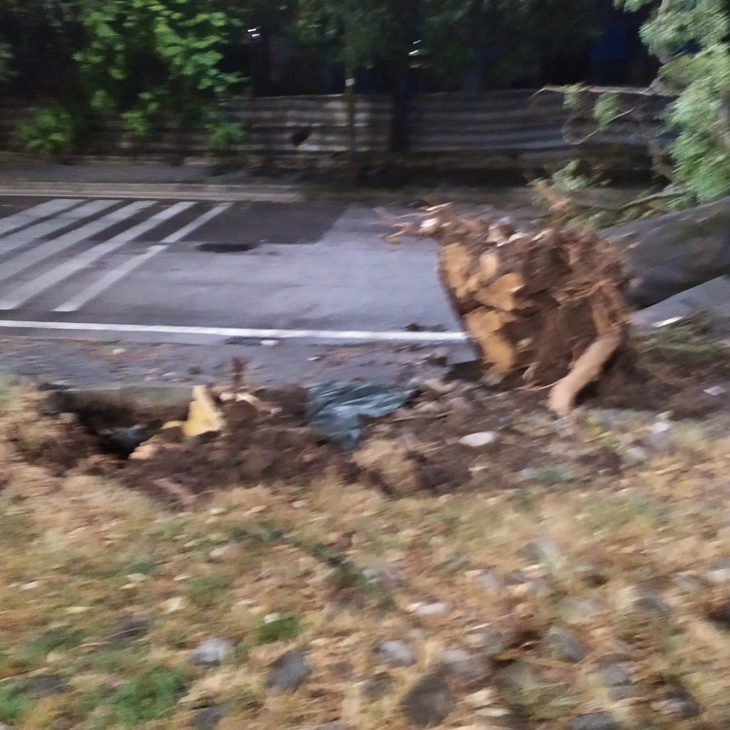 Benevento/Nubifragio in città, 10 fusti caduti. Bosco: bisogna fare prevenzione sul tema alberi