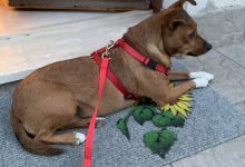 San Lorenzello|Salvata la cagnolina Kira