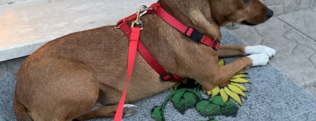 San Lorenzello|Salvata la cagnolina Kira