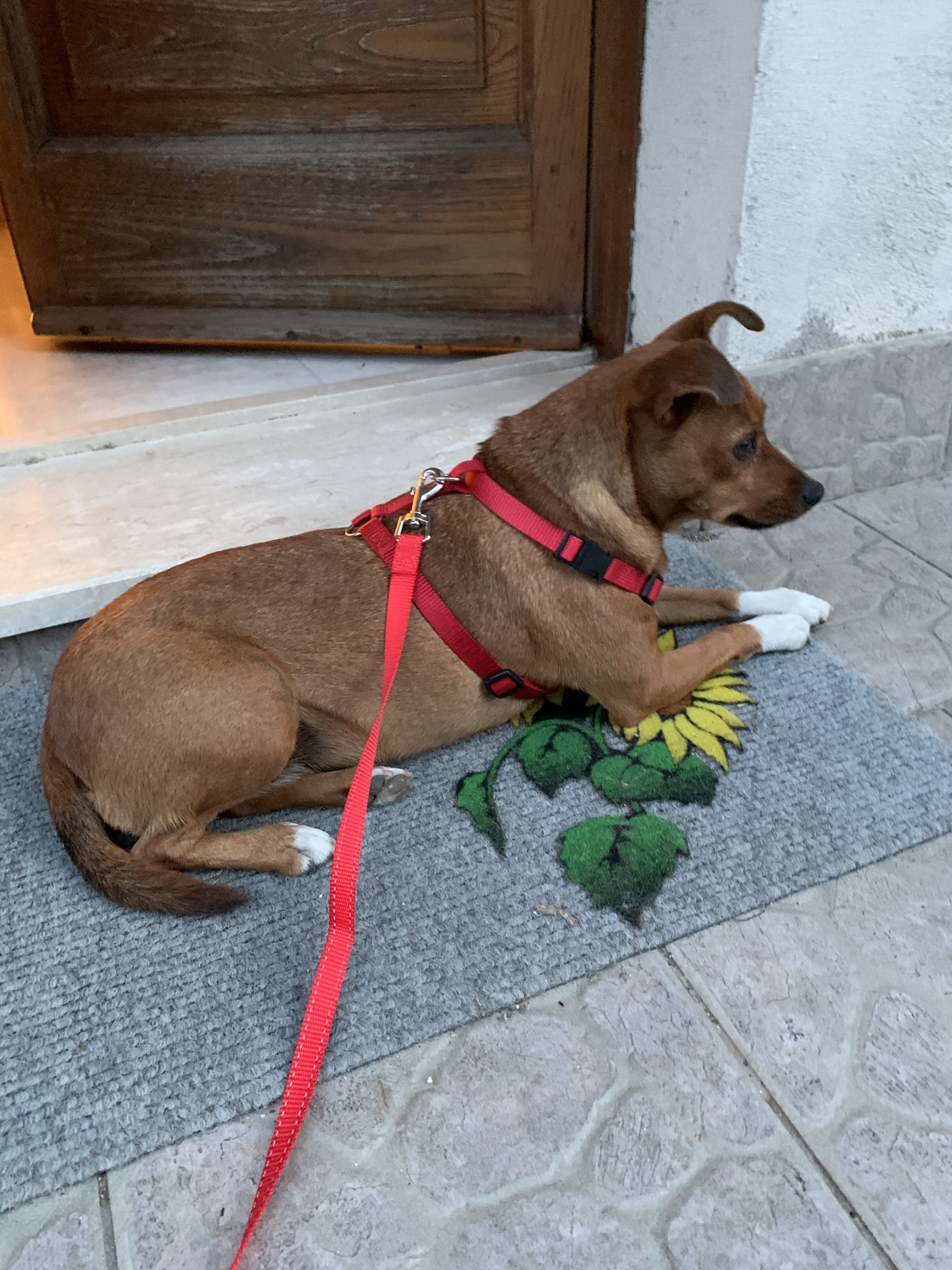 San Lorenzello|Salvata la cagnolina Kira