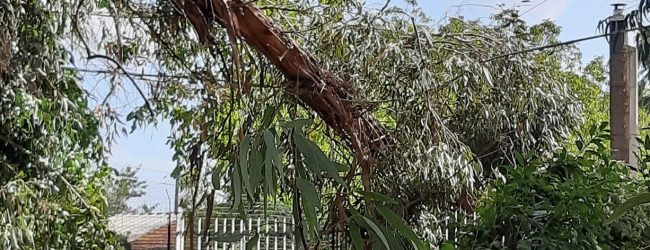 Dopo la tempesta del 17 settembre: interventi di emergenza del servizio Forestazione della Provincia di Benevento