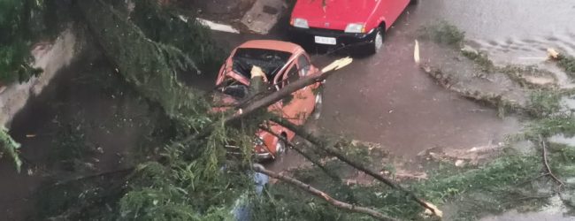 Violento nubifragio nel Sannio: alberi caduti e allagamenti