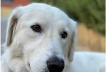 Legambiente, report animali abbandonati: maglia nera per la Campania