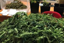 Cervinara| Coltivava marijuana in un fondo agricolo, 37enne ai domiciliari: sequestrate 8 piante