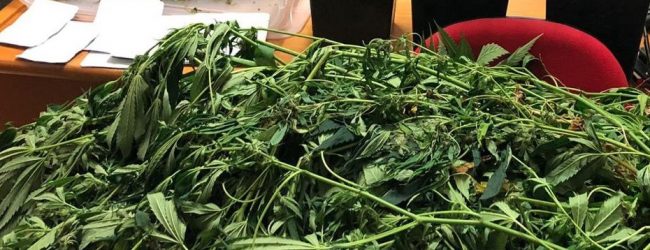 Cervinara| Coltivava marijuana in un fondo agricolo, 37enne ai domiciliari: sequestrate 8 piante