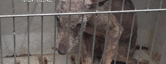 Montella| I carabinieri forestali trovano e soccorrono un cucciolo di lupo malato