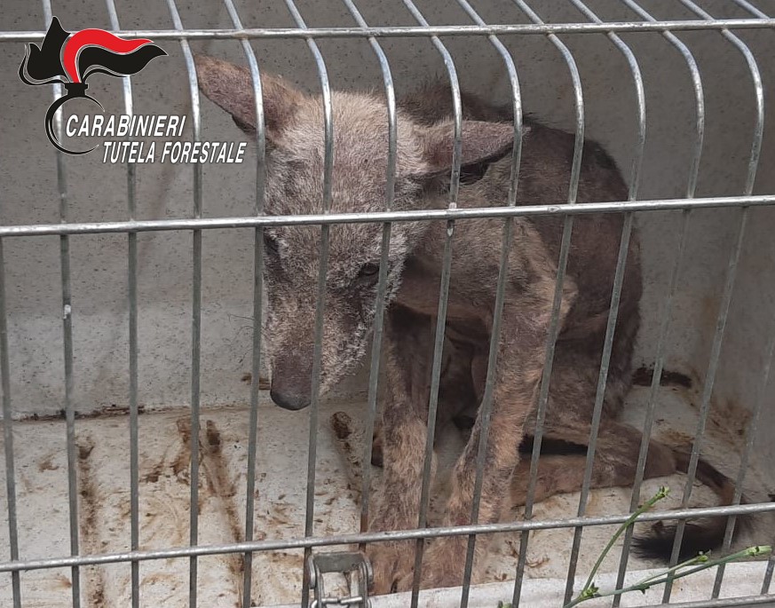 Montella| I carabinieri forestali trovano e soccorrono un cucciolo di lupo malato