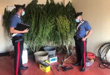 Solopaca| 25enne arrestato dai Carabinieri mentre inaffiava una piantagione di marijuana