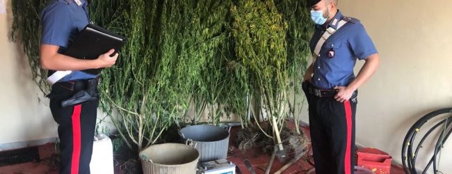 Solopaca| 25enne arrestato dai Carabinieri mentre inaffiava una piantagione di marijuana