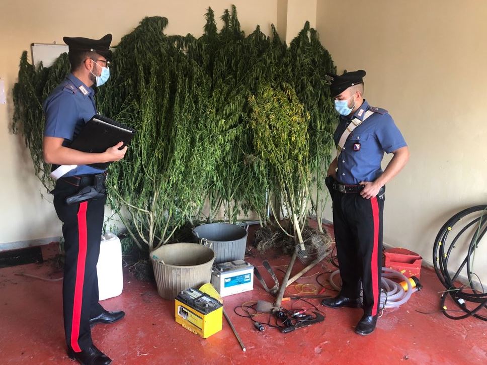 Solopaca| 25enne arrestato dai Carabinieri mentre inaffiava una piantagione di marijuana