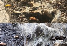 Taburno|La denuncia: lupo ‘avvelenato’ ritrovato senza vita