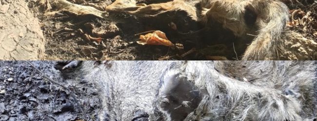 Taburno|La denuncia: lupo ‘avvelenato’ ritrovato senza vita