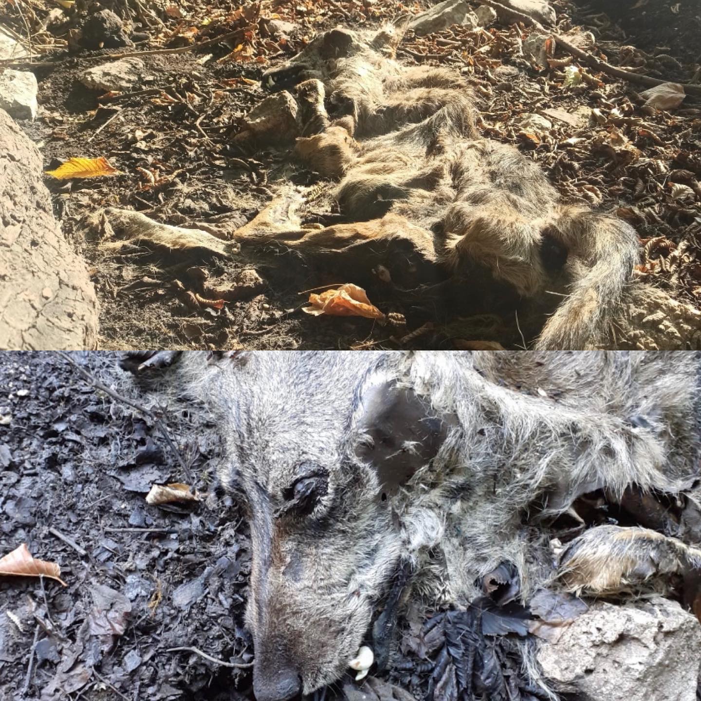 Taburno|La denuncia: lupo ‘avvelenato’ ritrovato senza vita