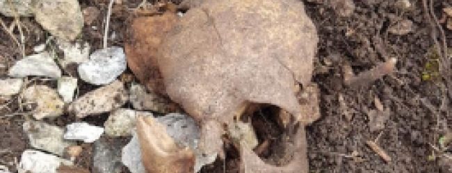 Cervinara| Teschio umano ritrovato in montagna da un cercatore di funghi, indagano i carabinieri