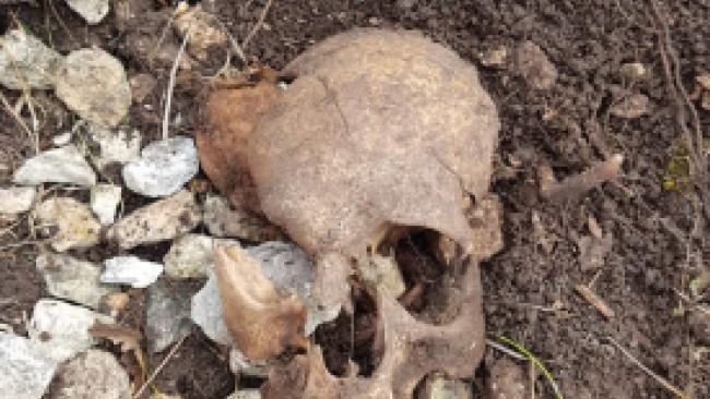 Cervinara| Teschio umano ritrovato in montagna da un cercatore di funghi, indagano i carabinieri