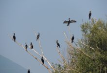 Festa delle Oasi e Riserve LIPU: a Benevento riflettori puntati sulla penisola fluviale di Cellarulo