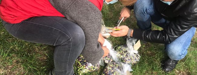 Incendio Airola, oggi prelievo e analisi sulle olive