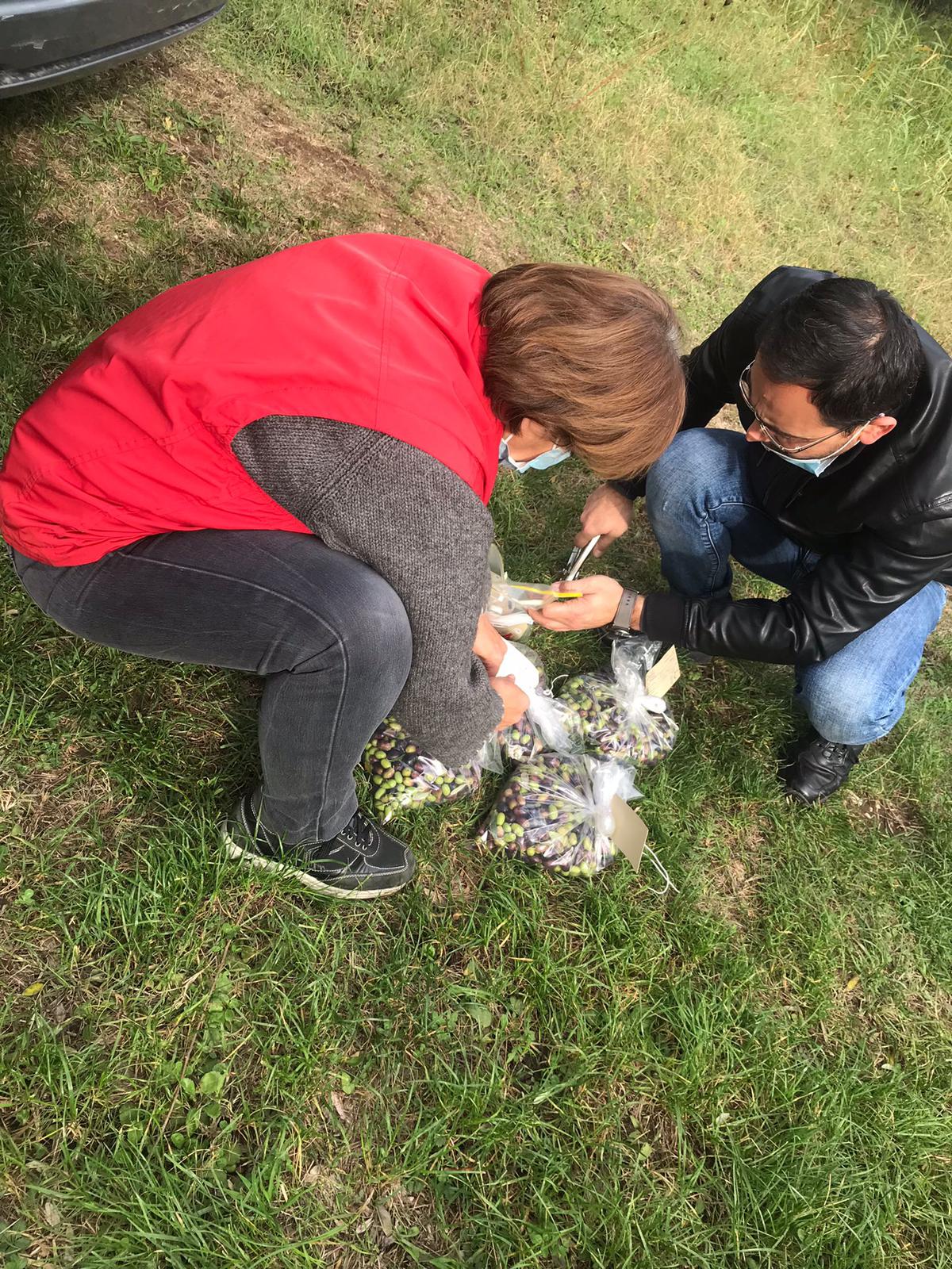 Incendio Airola, oggi prelievo e analisi sulle olive