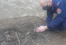 San Giorgio del Sannio| Cardellini catturati e maltrattati: deferite due persone