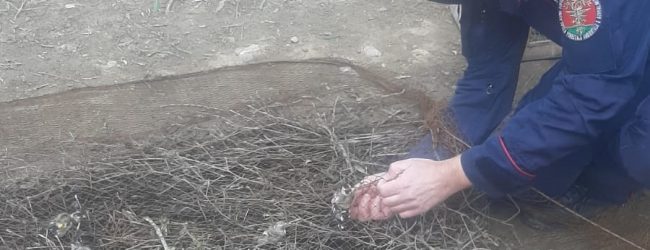 San Giorgio del Sannio| Cardellini catturati e maltrattati: deferite due persone