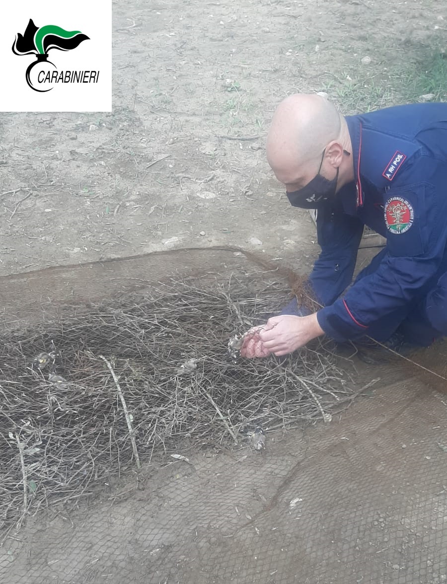San Giorgio del Sannio| Cardellini catturati e maltrattati: deferite due persone