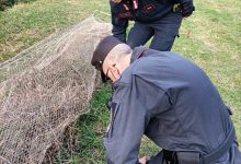 Paolisi, maltrattamento di animali e uccellagione: denunciato 72enne partenopeo