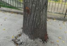 Benevento/Cemento attorno agli alberi di via Avellino, la denuncia di Civico 22