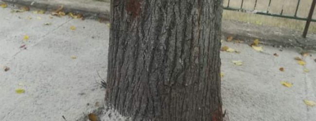 Benevento/Cemento attorno agli alberi di via Avellino, la denuncia di Civico 22