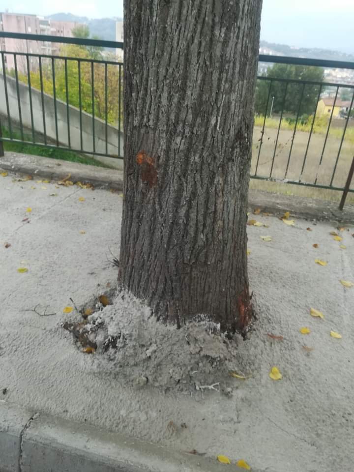 Benevento/Cemento attorno agli alberi di via Avellino, la denuncia di Civico 22