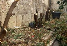 Benevento/La denuncia social di Civico 22: taglio brutale di siepi in via Traiano. Con quale criterio sono stati tagliati questi alberi?