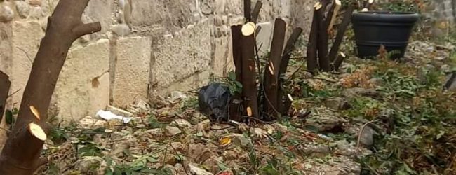 Benevento/La denuncia social di Civico 22: taglio brutale di siepi in via Traiano. Con quale criterio sono stati tagliati questi alberi?