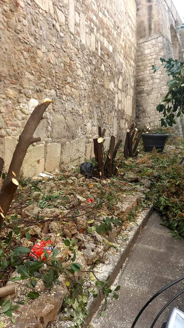 Benevento/La denuncia social di Civico 22: taglio brutale di siepi in via Traiano. Con quale criterio sono stati tagliati questi alberi?