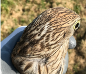 Il Club di Benevento Amici della Terra libera un gheppio