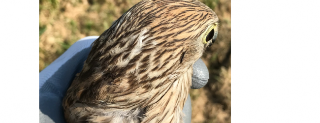 Il Club di Benevento Amici della Terra libera un gheppio