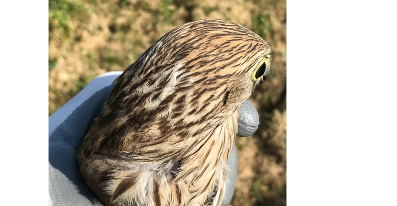 Il Club di Benevento Amici della Terra libera un gheppio
