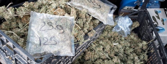 Avellino| Percettore del reddito di cittadinanza arrotondava coltivando marijuana: 50enne ai domiciliari, sequestrati 3,7 kg di droga