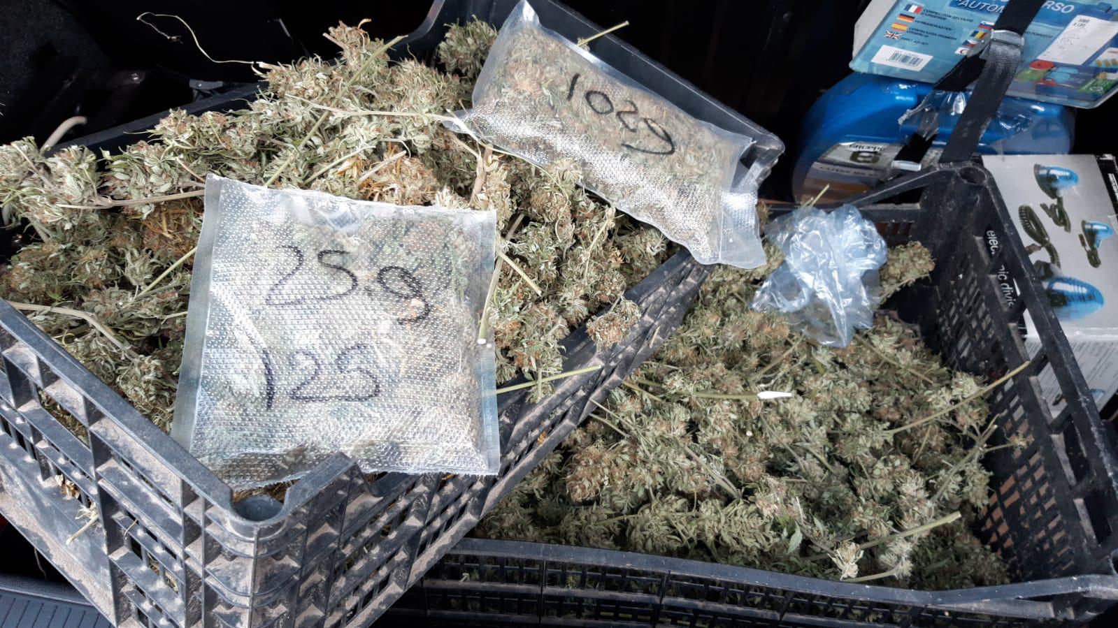 Avellino| Percettore del reddito di cittadinanza arrotondava coltivando marijuana: 50enne ai domiciliari, sequestrati 3,7 kg di droga