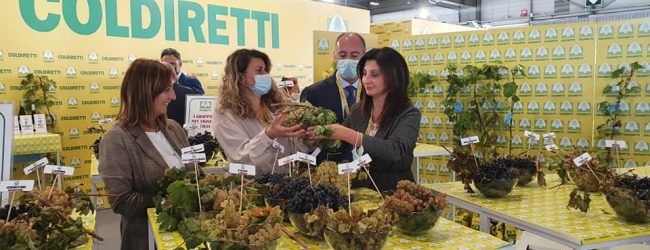Vinitaly, Coldiretti: le uve storiche campane tra i grappoli d’Italia