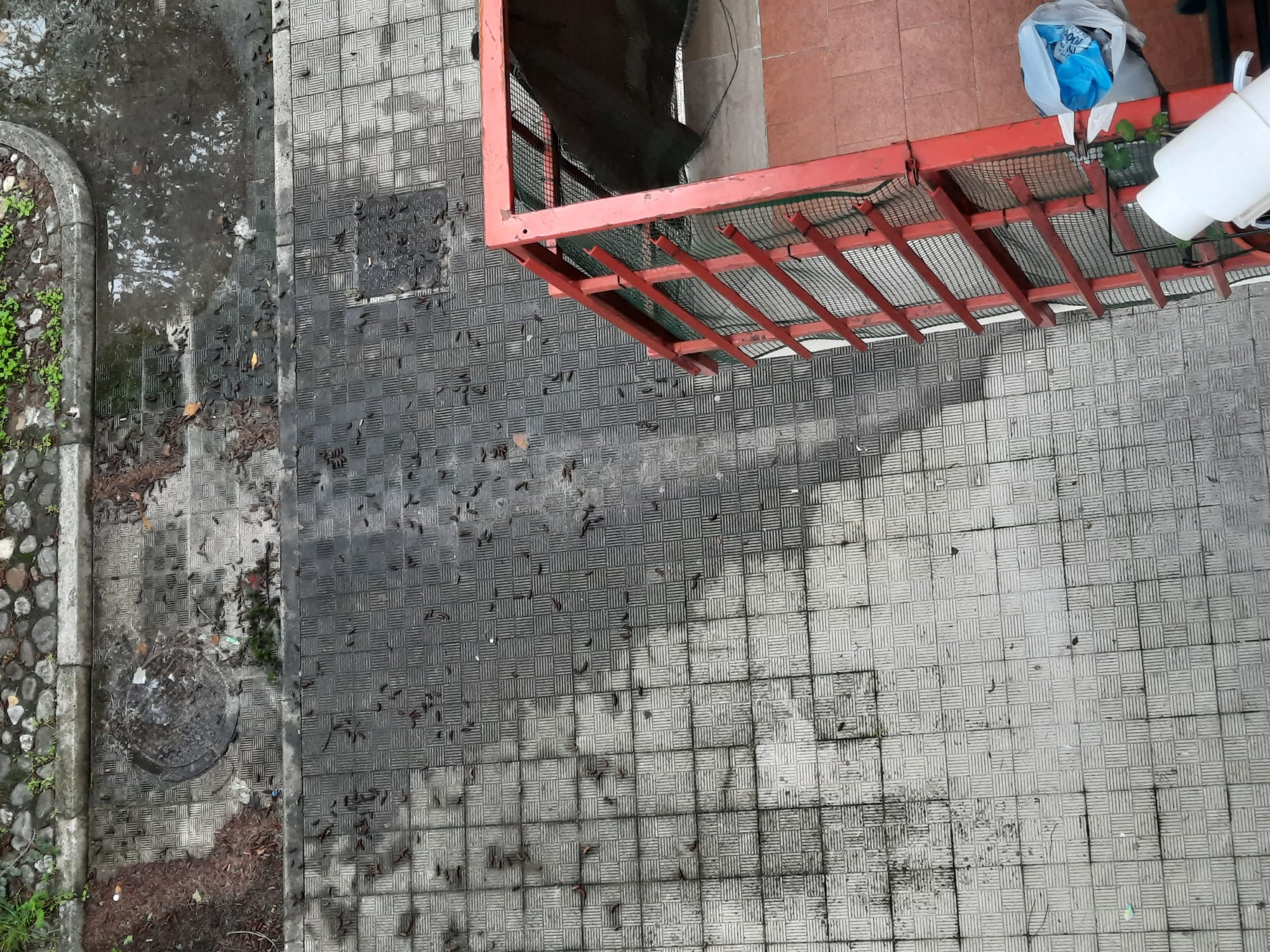 Benevento: ancora degrado in Via Nuzzolo, la denuncia di Civica
