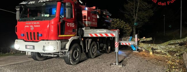 Maltempo in Irpinia, più di 30 interventi dei vigili del fuoco: rimossi alberi sul raccordo e davanti all’accesso posteriore del Moscati