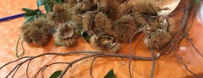 Bilancio ok per la Sagra della Castagna e pecorino a Vitulano