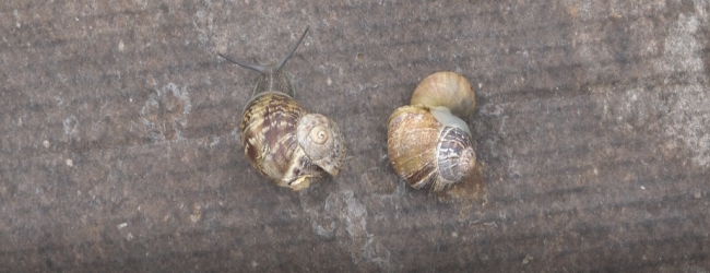 Piana di Monte Verna (Ce) |1-2 ottobre torna l’evento di elicicoltura