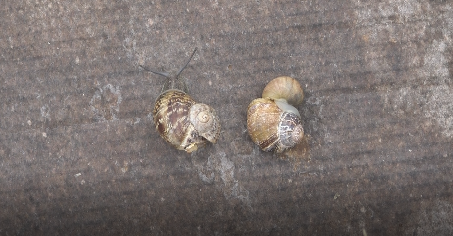 Piana di Monte Verna (Ce) |1-2 ottobre torna l’evento di elicicoltura