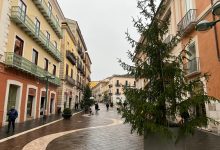 Natale a Benevento, ecco gli abeti rossi in citta’. La proposta di Legambiente