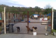 Canile di Atripalda, cibo e coperte per i cani abbandonati