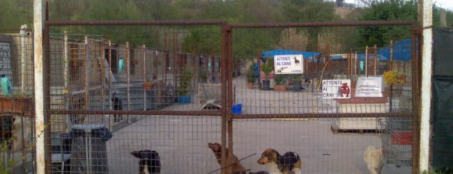 Canile di Atripalda, cibo e coperte per i cani abbandonati