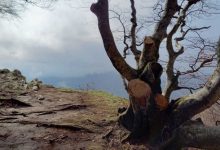 Avellino|Grande faggio sfregiato con motosega, la denuncia degli ambientalisti