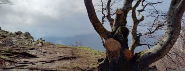 Avellino|Grande faggio sfregiato con motosega, la denuncia degli ambientalisti