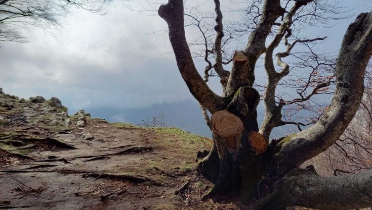 Avellino|Grande faggio sfregiato con motosega, la denuncia degli ambientalisti